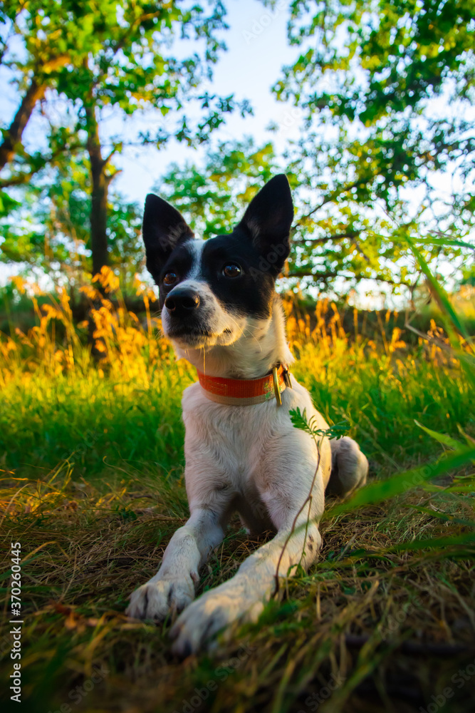 Basenji dog rests in the grass, walk with a man in nature
