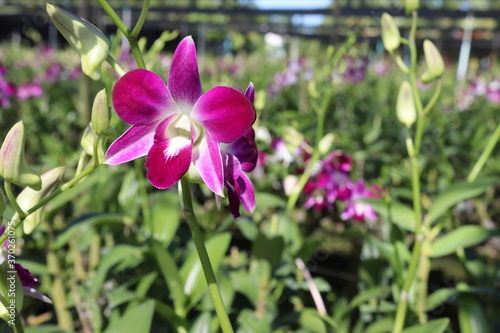 Orchid flowers purple blooming on green leaves and tree closeup in the Thailand garden.