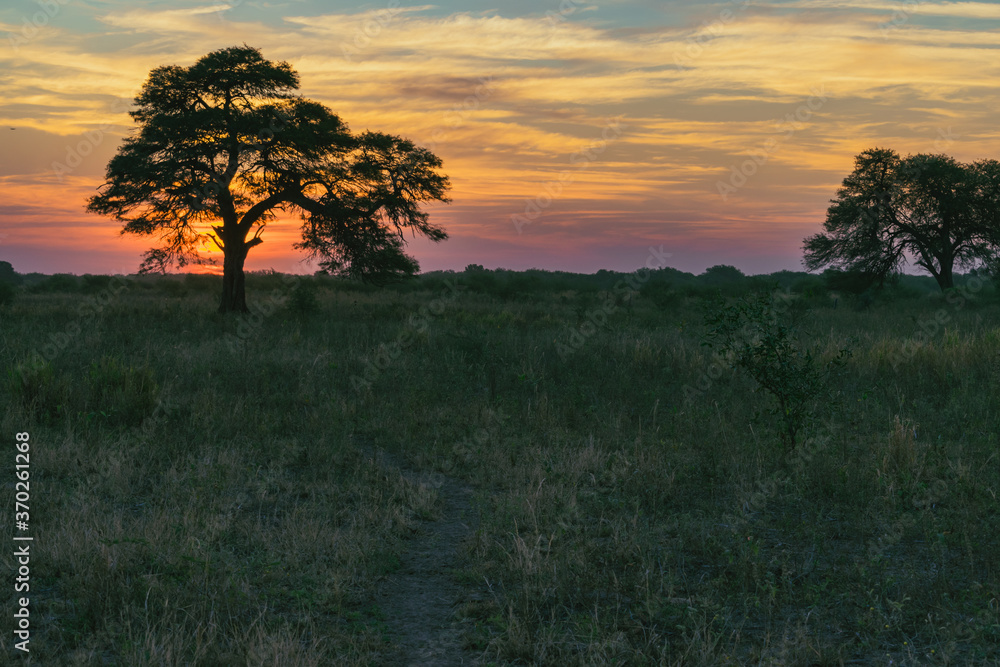 atardecer de campo con árbol de algarrobo en primer plano con el sol detrás