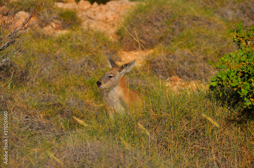 A red kangaroo in its natural habitat in Australia.