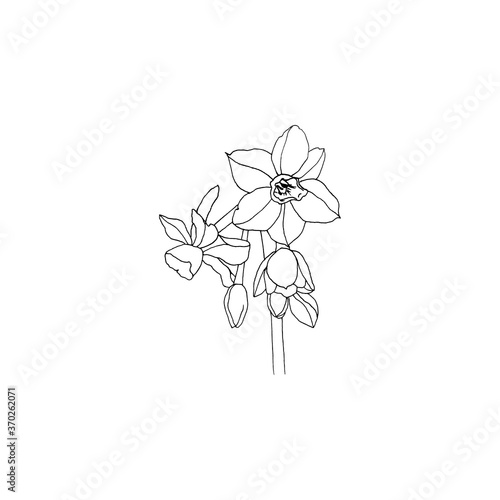 Simple and clean hand drawn floral. Sketch style botanical illustration. Great for invitation, greeting card, packages, wrapping, etc.  © Ama