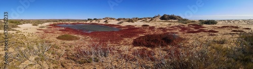 Panoramic view of succulent plants growing by a small inland lake behind sand dunes.