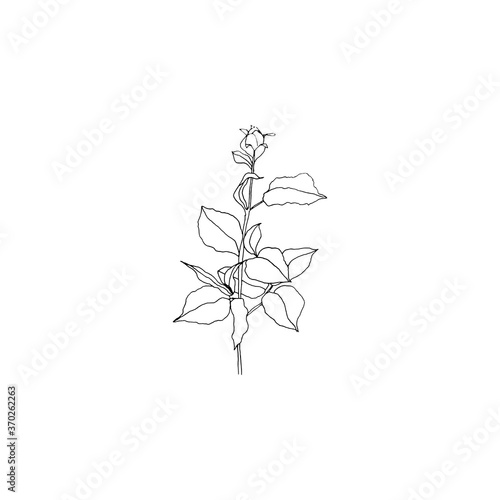 Wallpaper Mural Simple and clean hand drawn floral. Sketch style botanical illustration. Great for invitation, greeting card, packages, wrapping, etc.  Torontodigital.ca