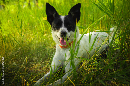The dog lies in the grass in the forest on a hot day and rests, Basenji on a walk