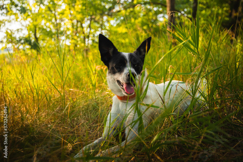 The dog lies in the grass in the forest on a hot day and rests, Basenji on a walk