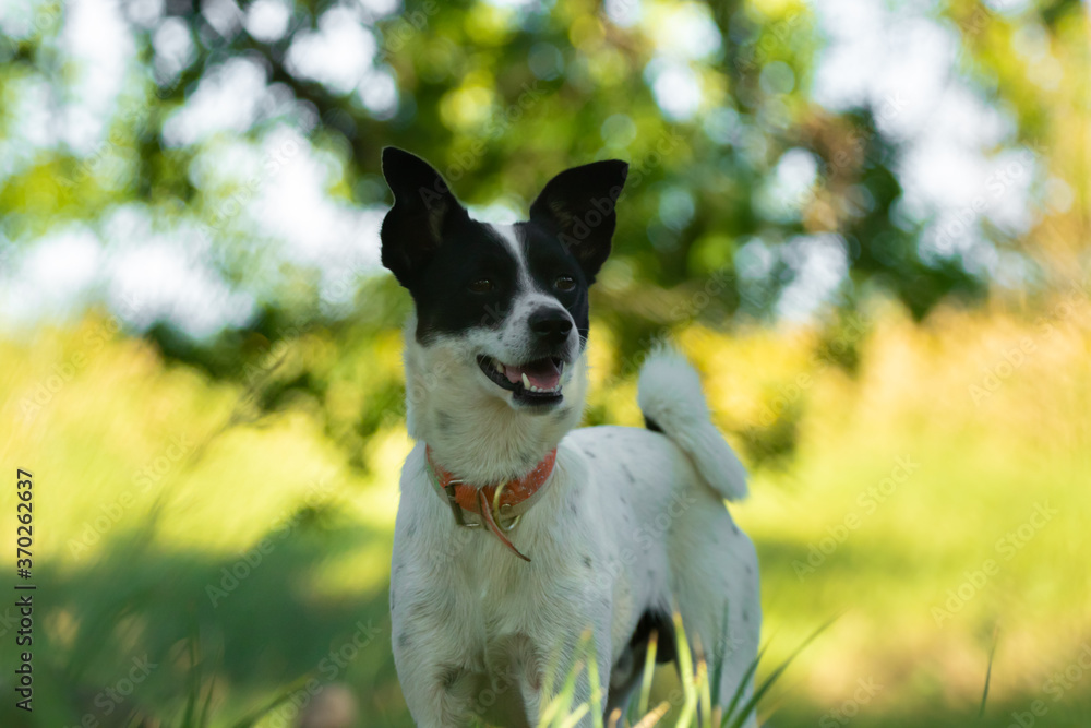 Portrait of a cheerful basenji dog in the forest against a background of greenery Portrait of a cheerful basenji dog in the forest against a background of greenery