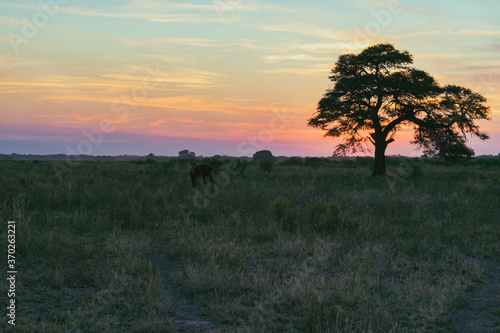 atardecer de campo con árbol de algarrobo en primer plano con el sol ya puesto en horizonte