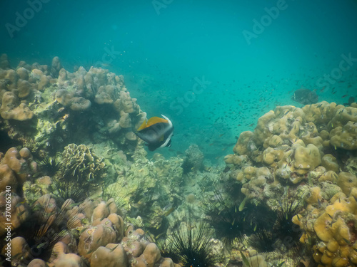 Reef and corals at Ao Nang Bay, Thailand © JooRoberto