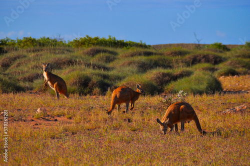 A mob of red kangaroos feeding on grass.