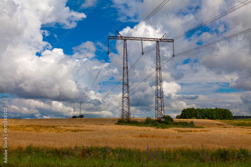 Metal poles of a power line stand in a field of ripe wheat against a background of white cumulus clouds