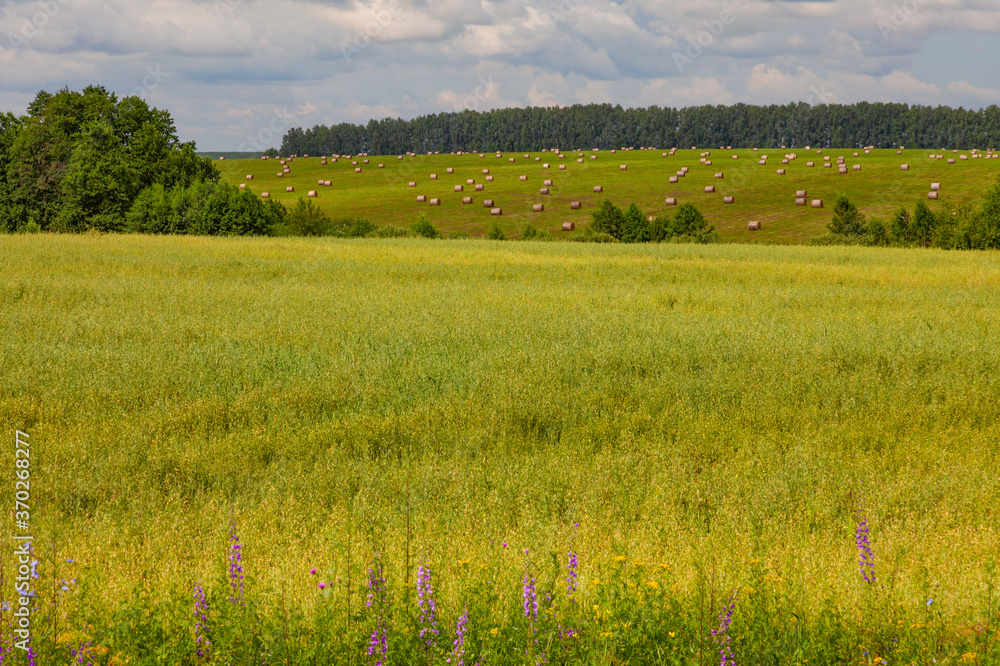 Green meadow with lilac flowers. In the distance rolls of cut grass can be seen