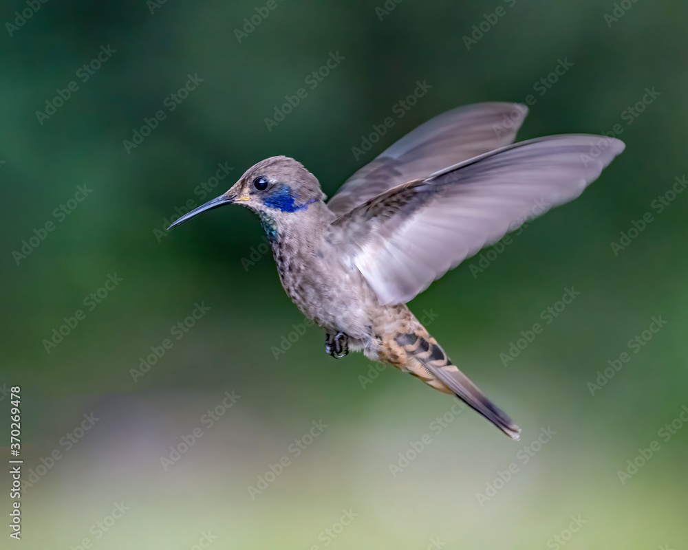 Fototapeta premium Brown Violetear endemic tropical hummingbird in flight in Costa Rica
