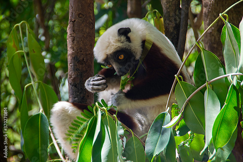 マダガスカルのコクウェレルシファカ (Coquerel's sifaka) photo