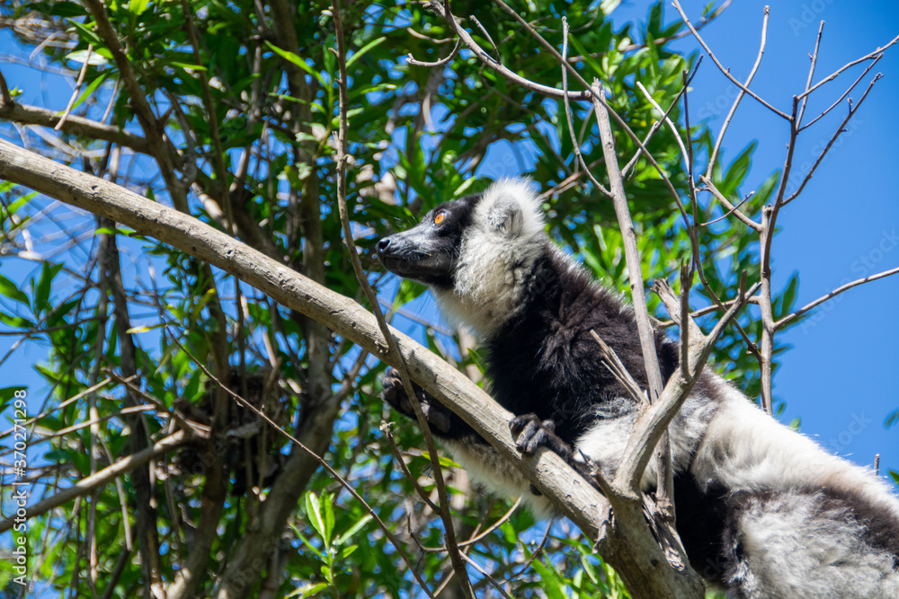 Fototapeta premium マダガスカルのシロクロエリマキキツネザル（クロシロエリマキキツネザル） (Black-and-white ruffed lemur)