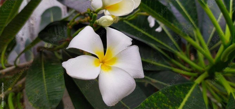 White plumeria blooming beside green leaves in Thai garden