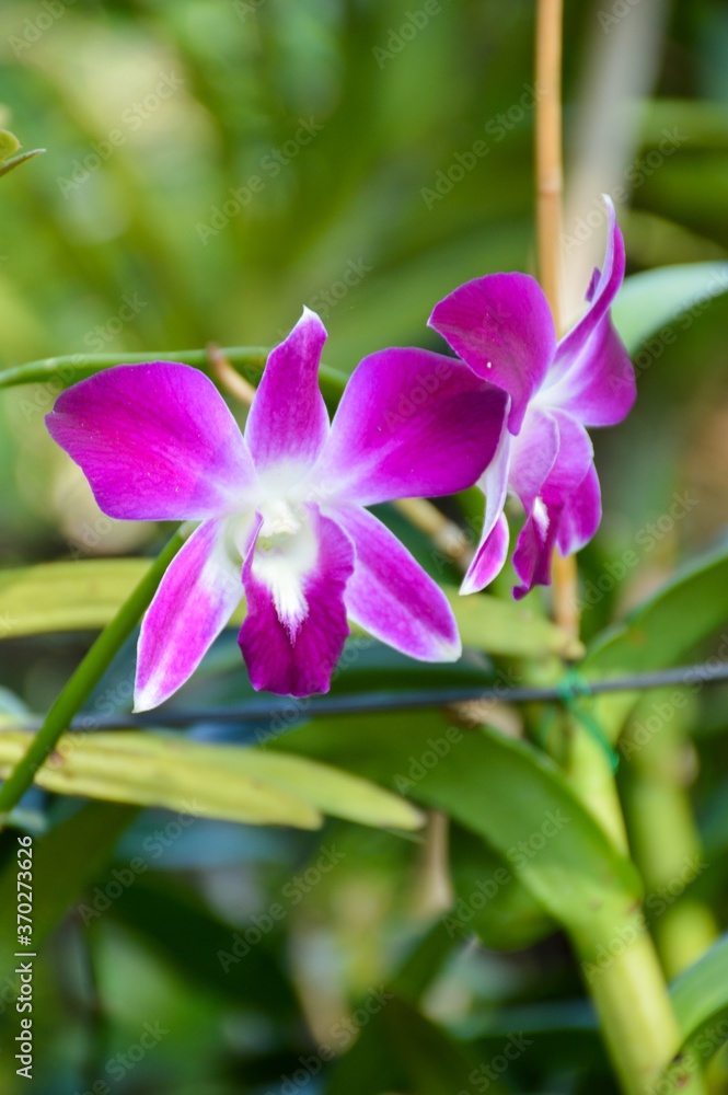 orchid flower in nature garden orchid flower in nature garden