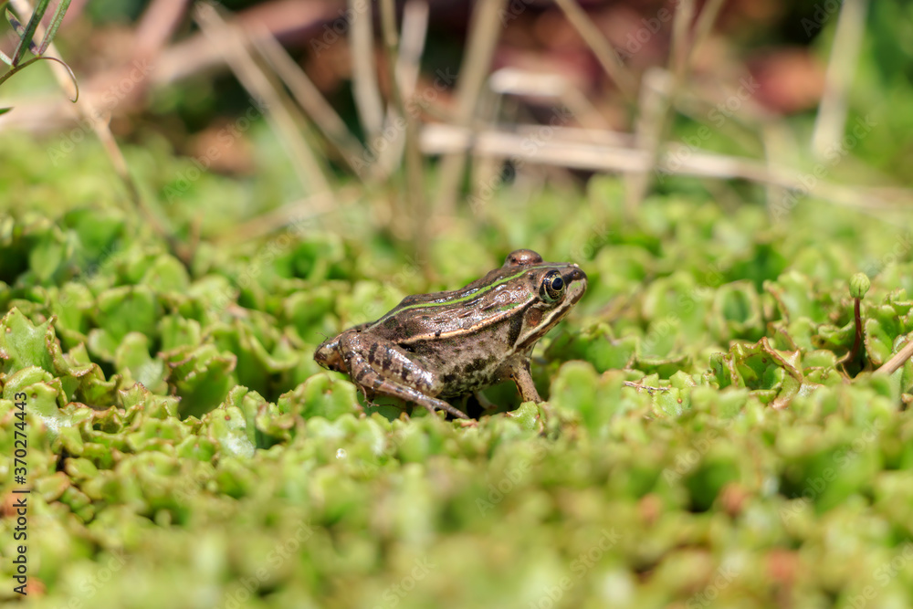 Obraz premium ダルマガエル Rana brevipoda