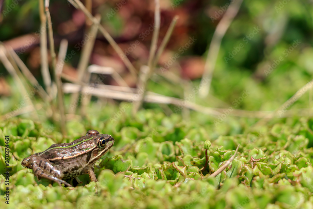 Naklejka premium ダルマガエル Rana brevipoda