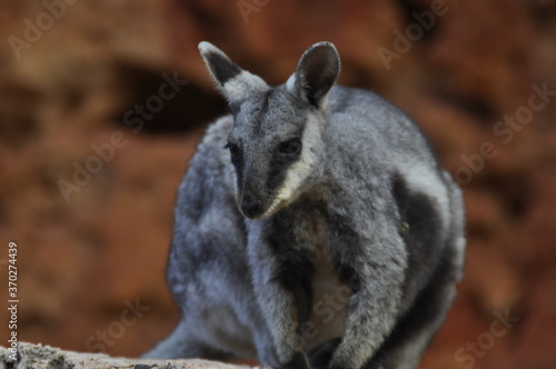 Portrait of a Black footed rock wallaby. An endangered species that lives in rocky outcrops.