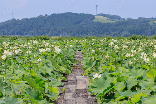 蓮の花　千町無田水田公園　大分県玖珠郡　Lotus flower Ooita-ken Kusu-gun photo