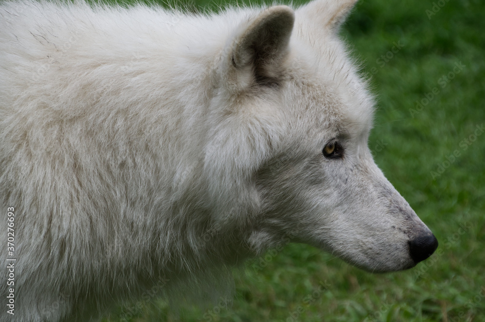 Close Up of a White Wolfdog Mix Close Up of a White Wolfdog Mix