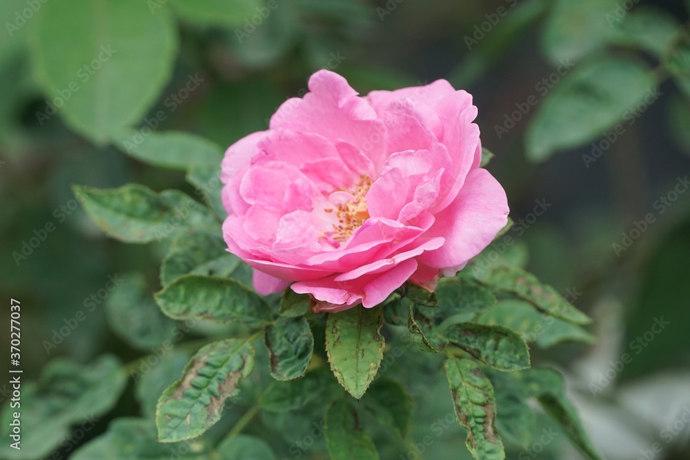 pink damask rose flower in nature garden