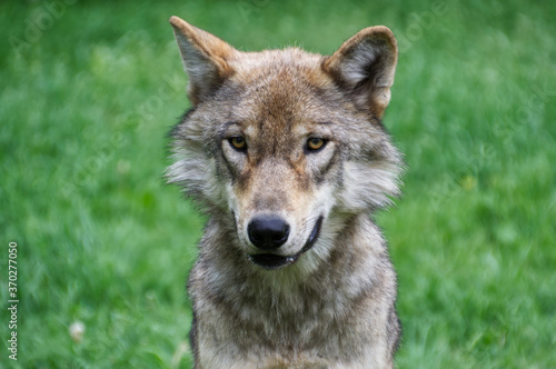 A Watchful High-Content Wolfdog