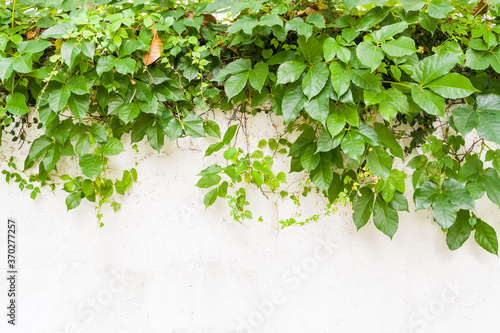 ivy isolated on a white background. © xiaoliangge