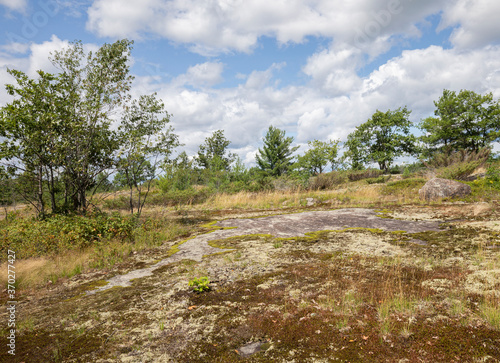 Stunted summer vegetation growing in peat soil deposits on glacial granite bedrock at Torrance Barrens Bike trails in Muskoka