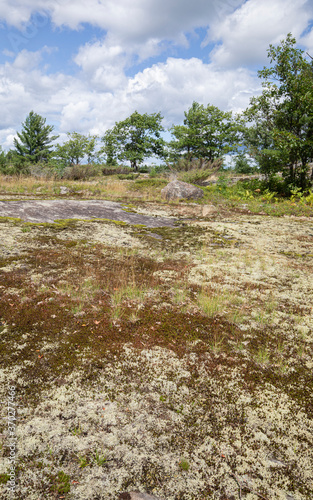Stunted summer vegetation growing in peat soil deposits on glacial granite bedrock at Torrance Barrens Bike trails in Muskoka