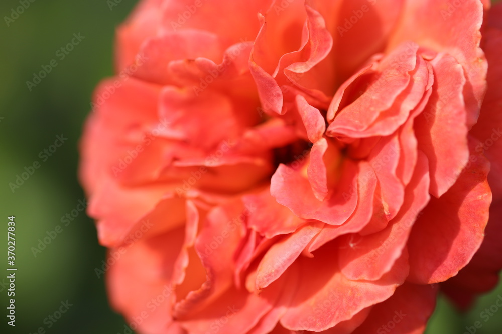 オレンジ色の花びらのオランジュリーという名前のバラの花
A rose flower named Orangery with orange petals.