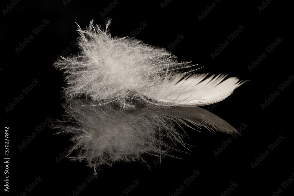 A single bird's feather on a black reflective surface showing macro detail
