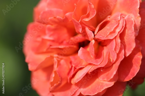 オレンジ色の花びらのオランジュリーという名前のバラの花 A rose flower named Orangery with orange petals.