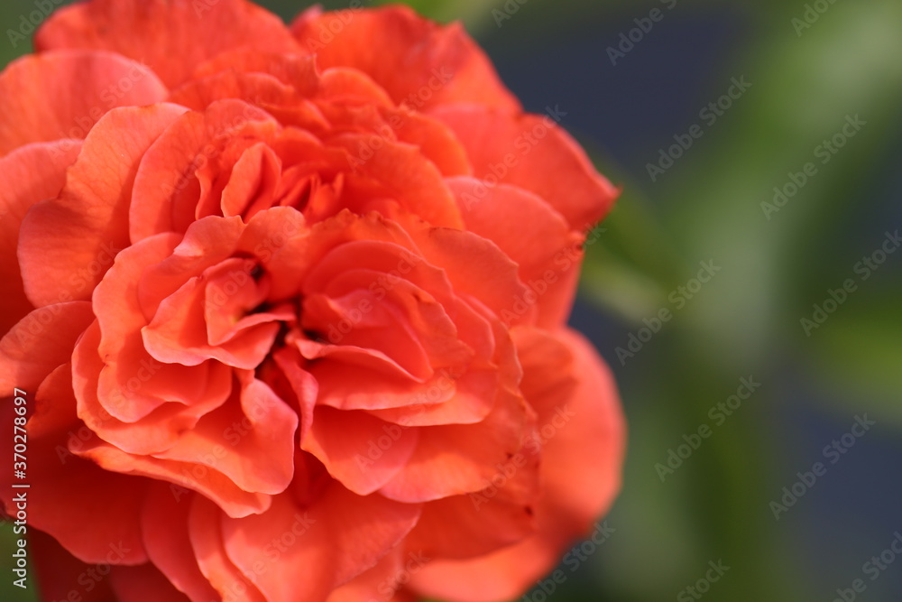濃いオレンジ色の花びらのオランジュリーのバラの花
A rose flower named Orangery with dark orange petals. 濃いオレンジ色の花びらのオランジュリーのバラの花
A rose flower named Orangery with dark orange petals.