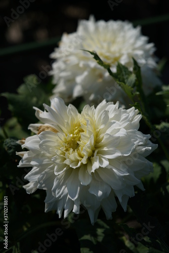 Light Cream Flower of Dahlia in Full Bloom 