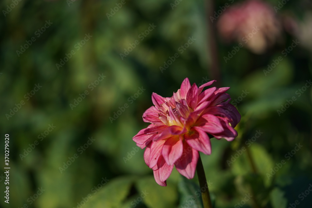 Light Orange Flower of Dahlia in Full Bloom
Light Orange Flower of Dahlia in Full Bloom