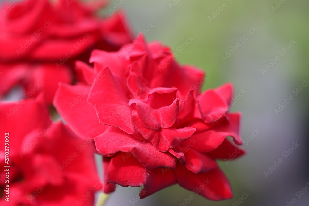 赤い花びらのニコロパガニーニという名前のバラの花
A rose flower named Nikolo Paganini with red petals. 赤い花びらのニコロパガニーニという名前のバラの花
A rose flower named Nikolo Paganini with red petals.