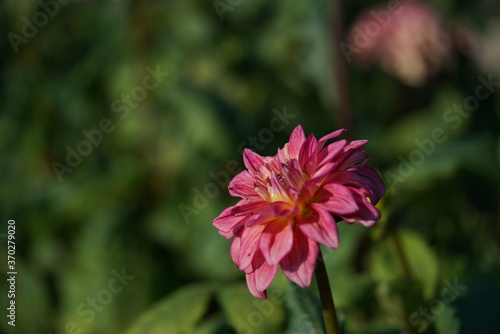 Light Orange Flower of Dahlia in Full Bloom 