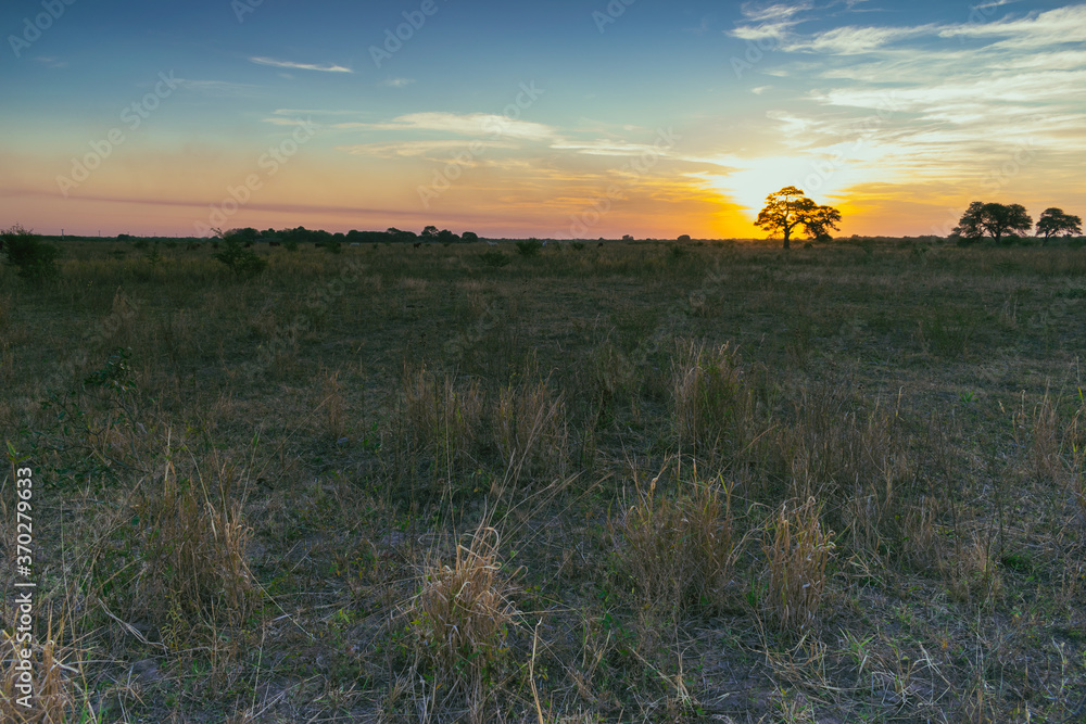 atardecer de campo con árbol de algarrobo en primer plano con el sol detrás atardecer de campo con árbol de algarrobo en primer plano con el sol detrás
