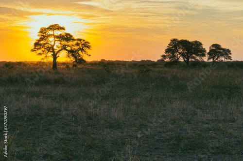 atardecer de campo con   rbol de algarrobo en primer plano con el sol detr  s