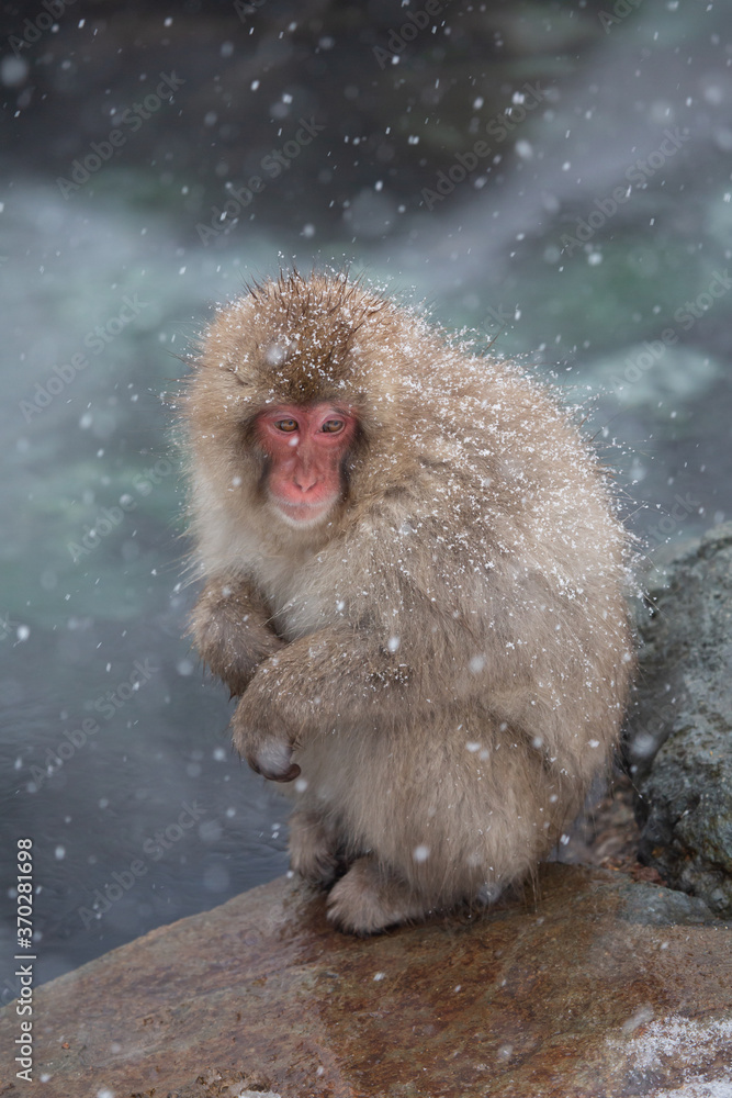 Naklejka premium 地獄谷の猿