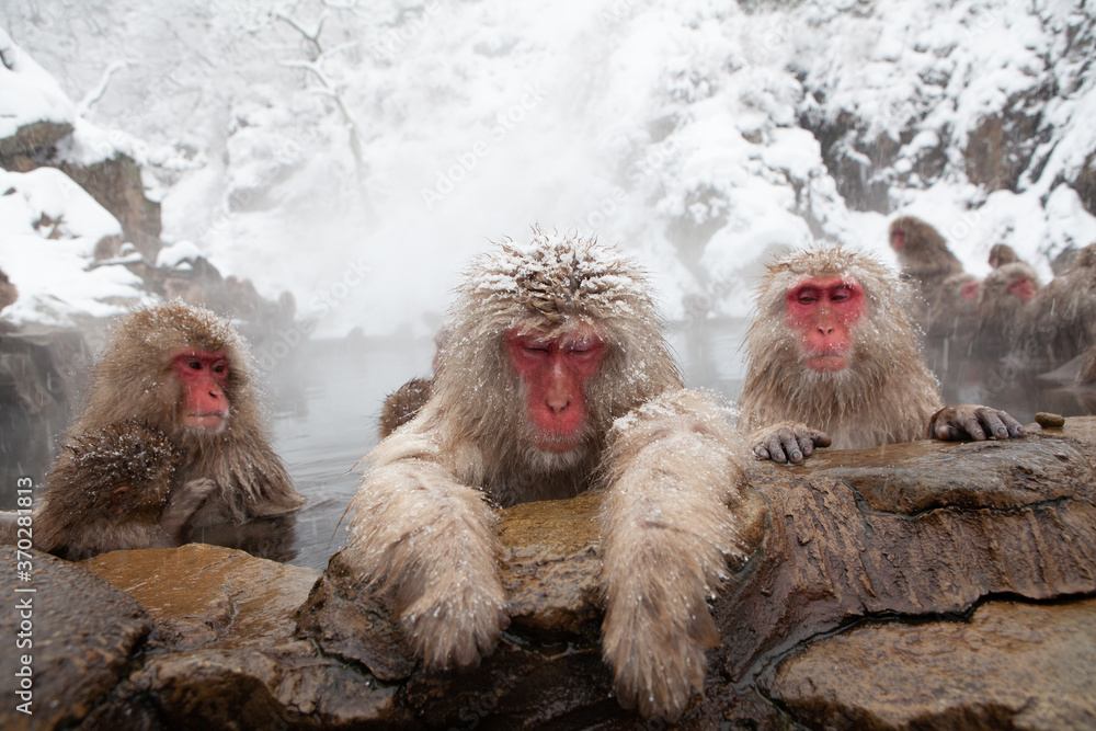 Naklejka premium 温泉に入るサル