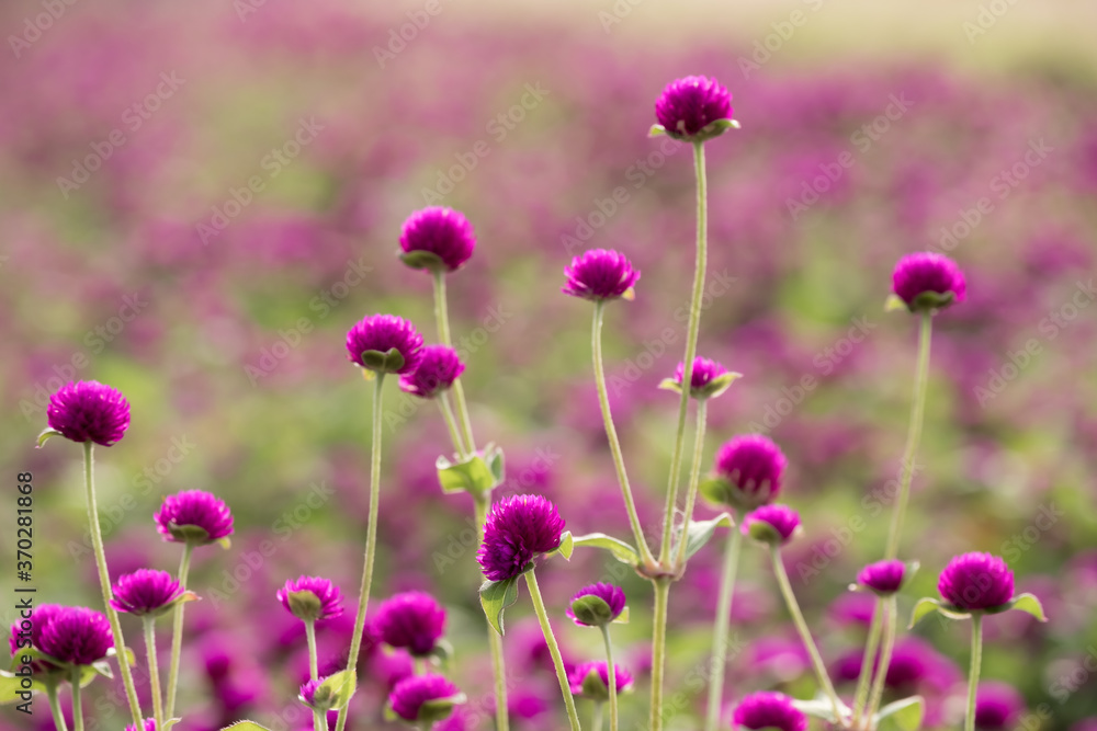 Fototapeta premium purple Globe Amaranth