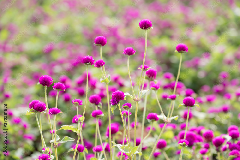 purple Globe Amaranth