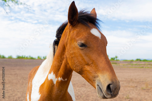 portrait of a brown horse filly
