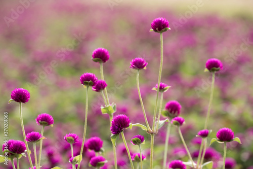 purple Globe Amaranth