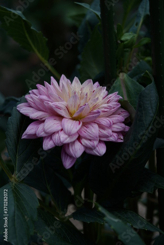 Faint Pink Flower of Dahlia in Full Bloom 