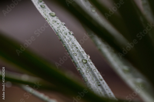 water drops on a plant after rain