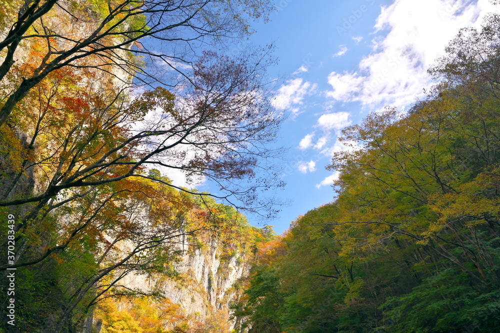 青空と紅葉のコトンラスト