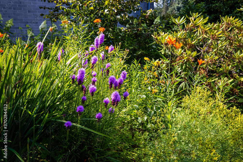 Purple Blazing star, Orange Lilies garden, church grounds